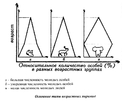 Возрастная структура популяции схема