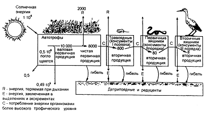 Продуктивность биоценоз