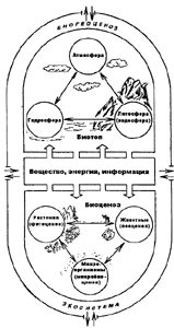 Структура биогеоценоза 