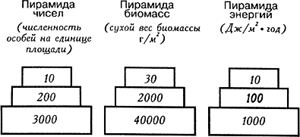 Типы экологических пирамид