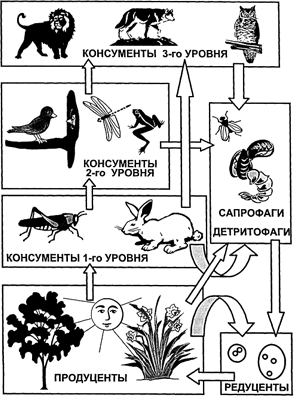 Схема трофических сетей