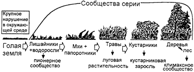 Первичная экологическая сукцессия (по Б. Небелу)
